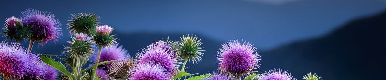 Dulavrat Otu (Arctium lappa): Hücresel Stres, İnflamasyon ve Metabolik Süreçler