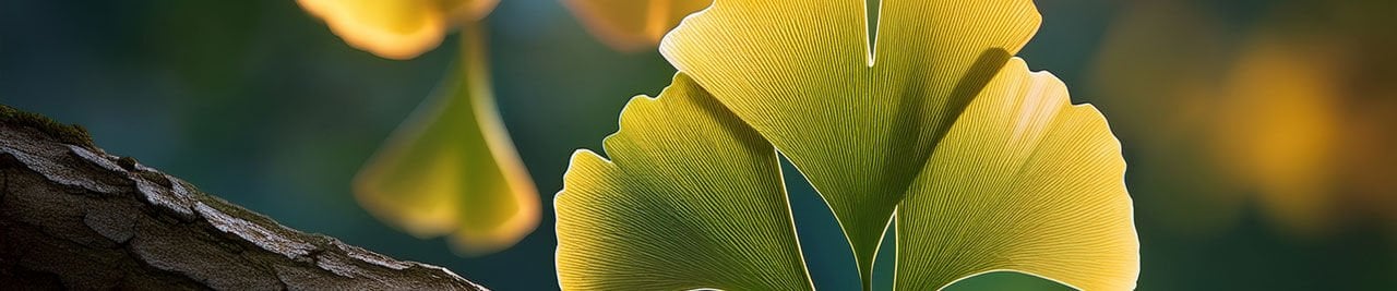 Ginkgo biloba: Beyin, Damar ve Metabolik Sağlıkla İlişkisi