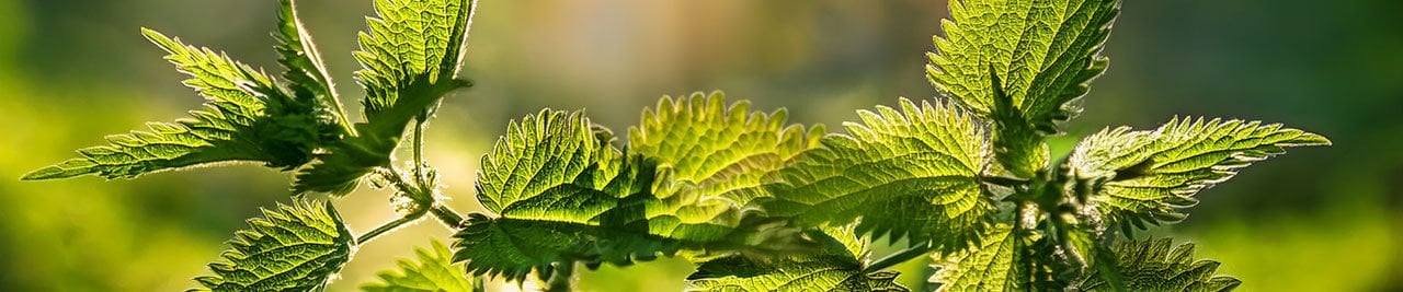 Isırgan Otu (Urtica dioica): Fitokimyasal Yapısı ve Biyolojik Etkileri