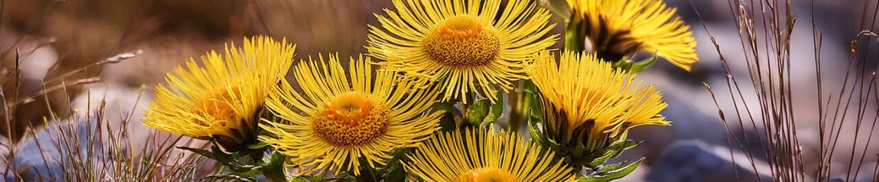 Andız Otu (Inula viscosa & Inula helenium): Geleneksel Kullanımdan Modern Bilime