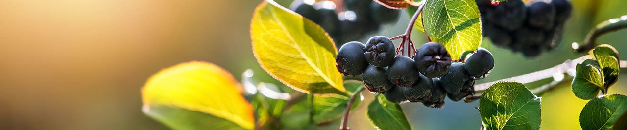 Aronia melanocarpa: Antosiyanin Zengini Bir Fonksiyonel Meyve