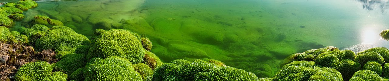 Chlorella Vulgaris: Mikroalglerin Fonksiyonel Gücü