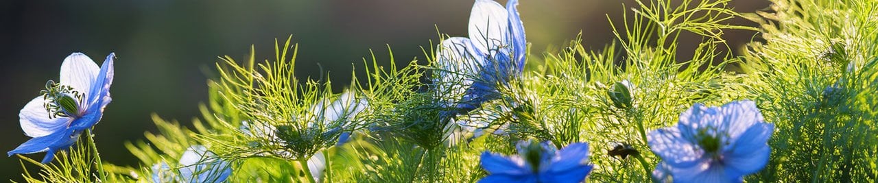 Çörek Otu (Nigella sativa): Geleneksel Tıptan Modern Bilime